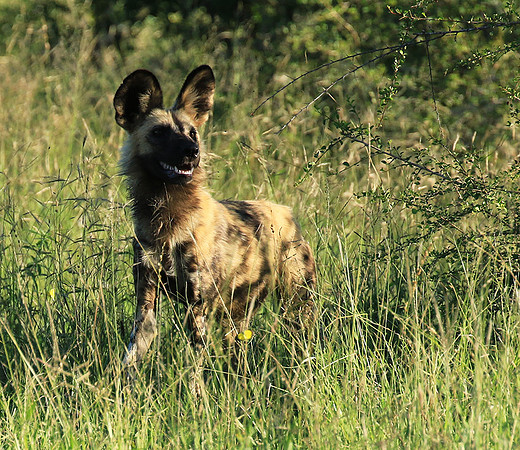 Londolozi Game Reserve