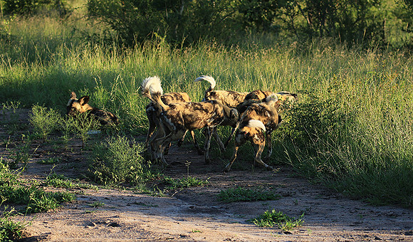 At Londolozi game reserve