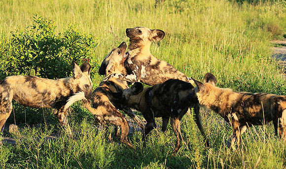 At Londolozi game reserve
