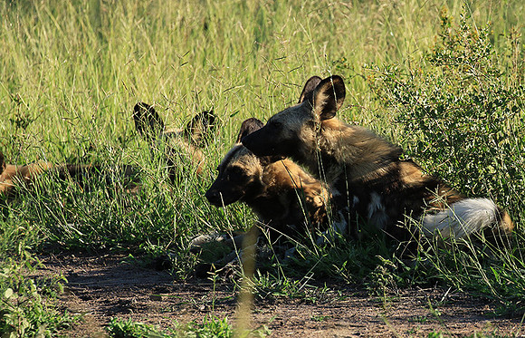 Londolozi Game Reserve