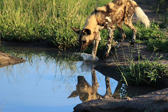Londolozi game reserve