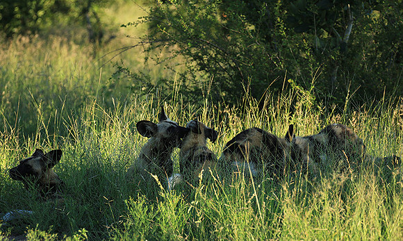 At Londolozi game reserve