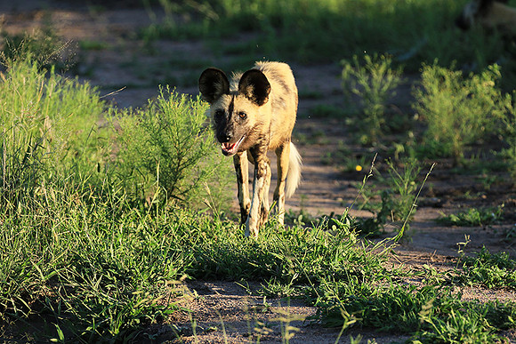 At Londolozi game reserve