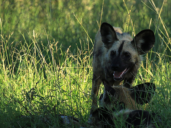 Londolozi Game Reserve