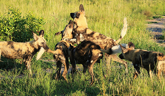 At Londolozi game reserve