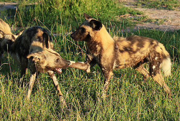 At Londolozi game reserve