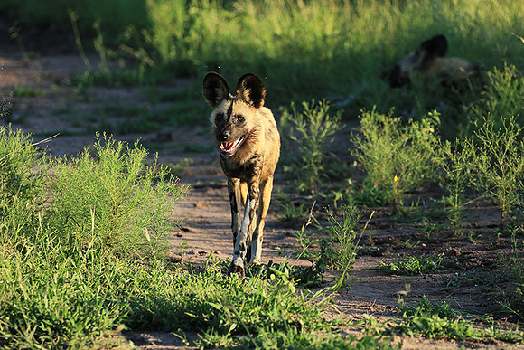At Londolozi game reserve