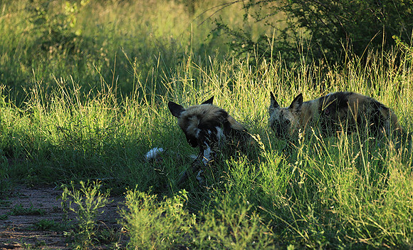 At Londolozi game reserve