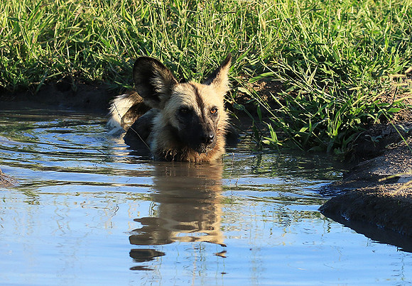 At Londolozi game reserve