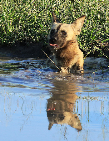 At Londolozi game reserve