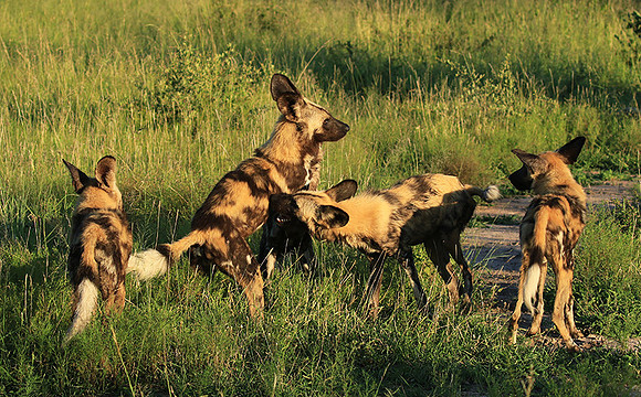 At Londolozi game reserve