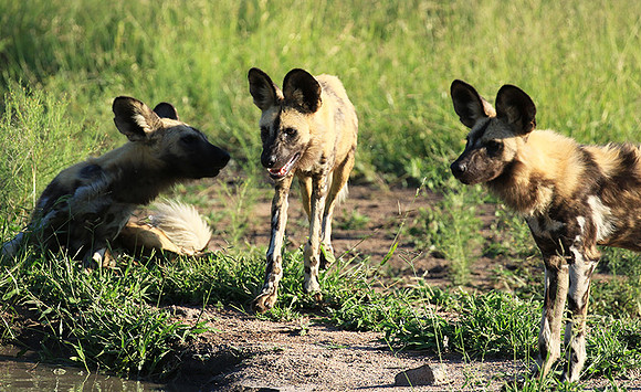 Londolozi Game Reserve