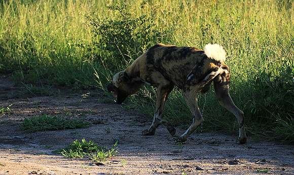 At Londolozi game reserve