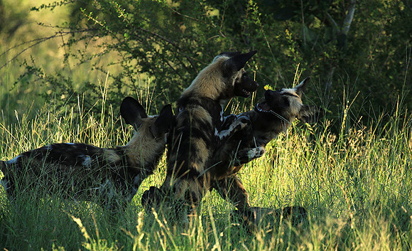 At Londolozi game reserve