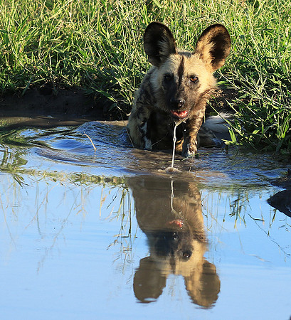 At Londolozi game reserve