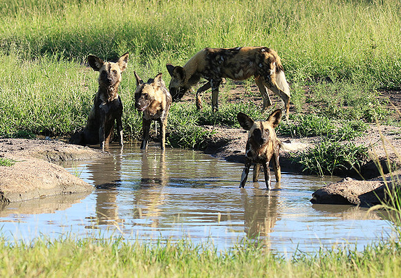 At Londolozi game reserve