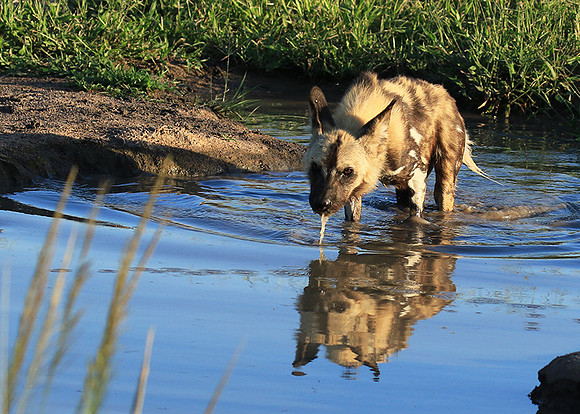 Londolozi game reserve