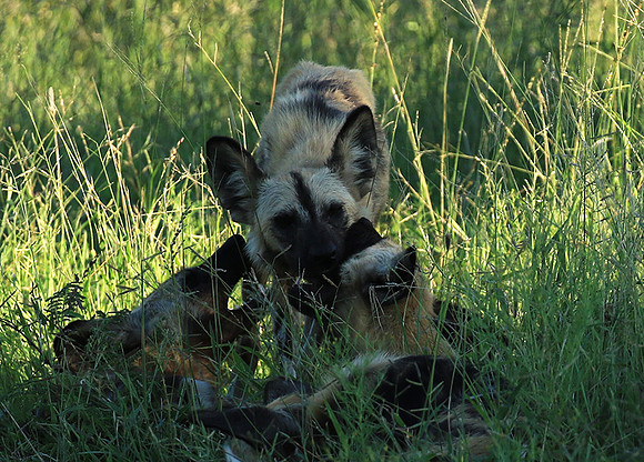 Londolozi Game Reserve
