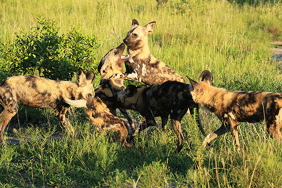 At Londolozi game reserve
