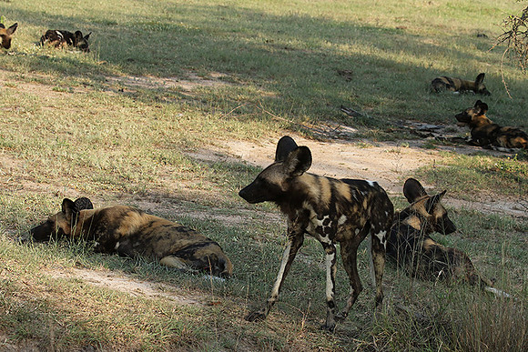 At Lion Sands