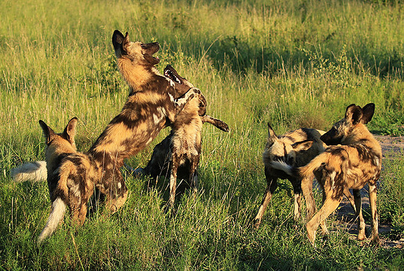 At Londolozi game reserve