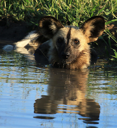 At Londolozi game reserve