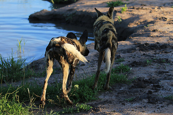 At Londolozi game reserve
