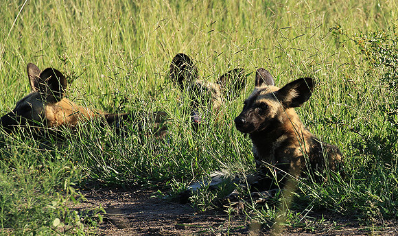 Londolozi Game Reserve