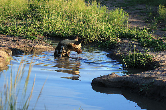 Londolozi game reserve
