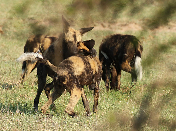At Lion Sands