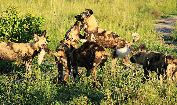 At Londolozi game reserve