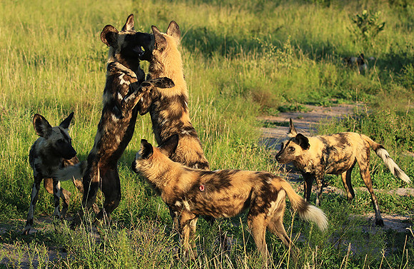 At Londolozi game reserve