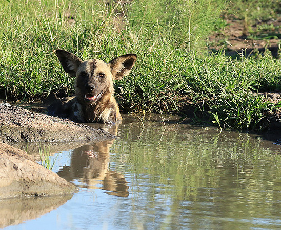 Londolozi Game Reserve
