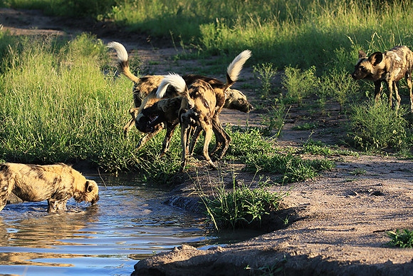 At Londolozi game reserve