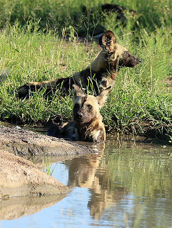 Londolozi Game Reserve