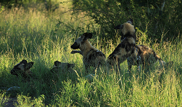 At Londolozi game reserve