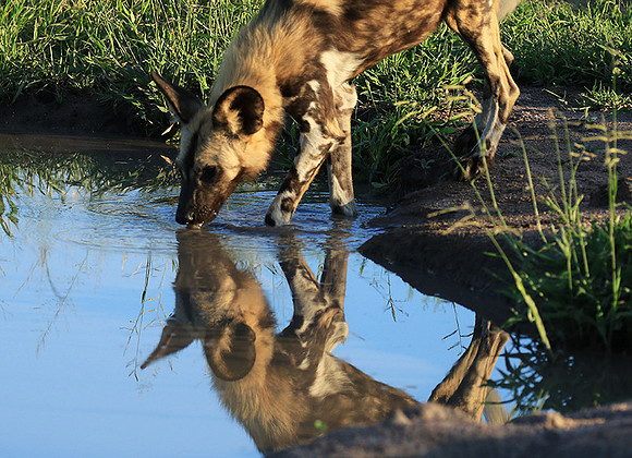 Londolozi game reserve