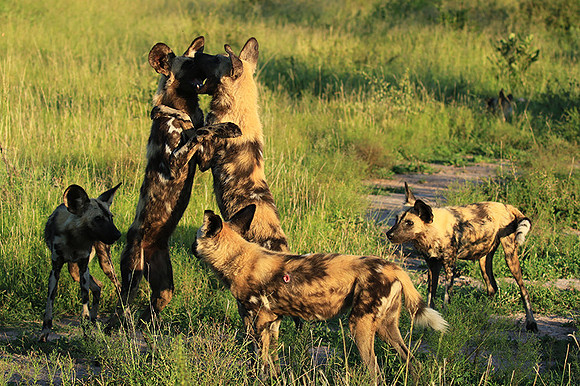 At Londolozi game reserve