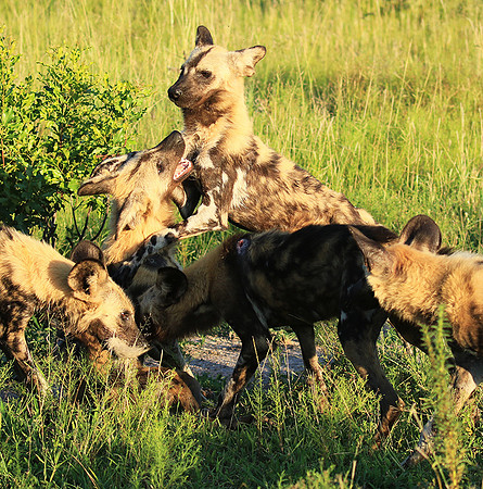 At Londolozi game reserve