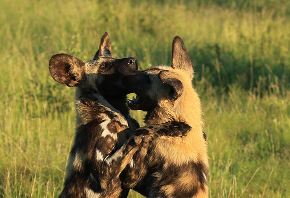 Londolozi game reserve
