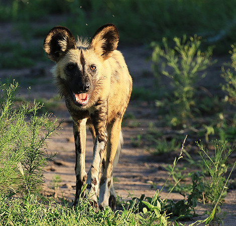 At Londolozi game reserve