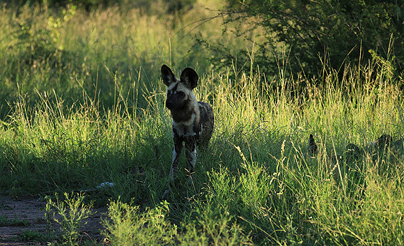 At Londolozi game reserve