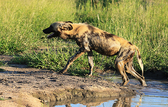 At Londolozi game reserve