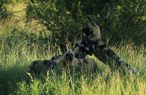 At Londolozi game reserve