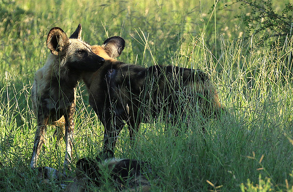 Londolozi Game Reserve