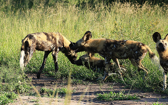 Londolozi Game Reserve