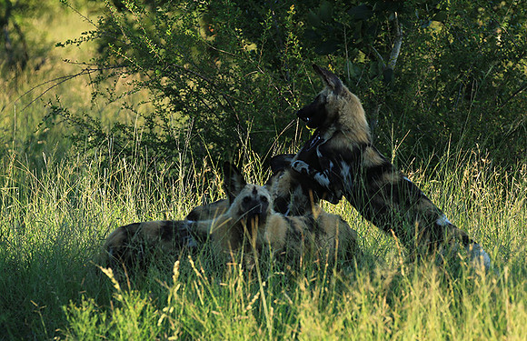 At Londolozi game reserve