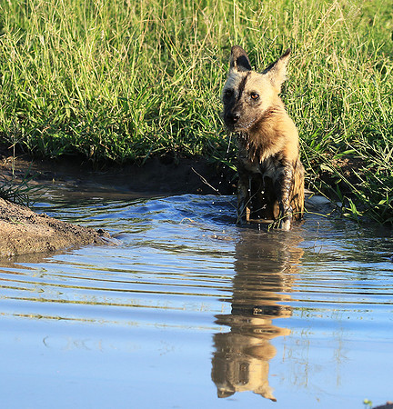At Londolozi game reserve