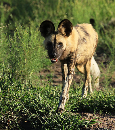 Londolozi Game Reserve