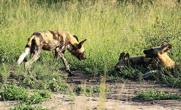 Londolozi Game Reserve